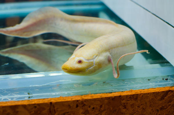 این ماهی&zwnj;ها روی خشکی هم زنده می&zwnj;مانند! (+عکس)