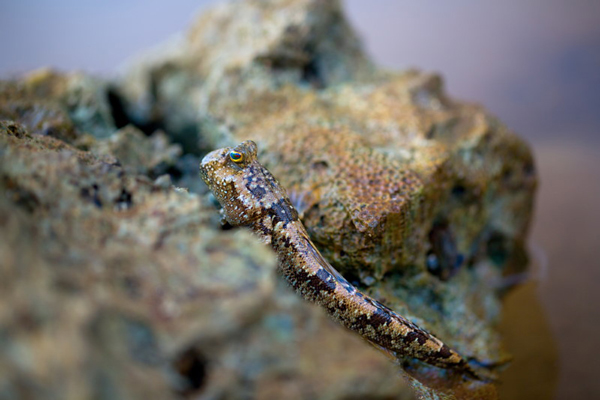 این ماهی&zwnj;ها روی خشکی هم زنده می&zwnj;مانند! (+عکس)