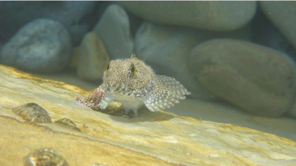 این ماهی&zwnj;ها روی خشکی هم زنده می&zwnj;مانند! (+عکس)