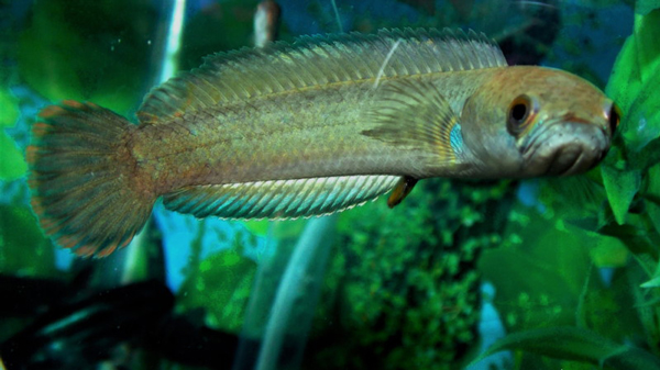 این ماهی&zwnj;ها روی خشکی هم زنده می&zwnj;مانند! (+عکس)