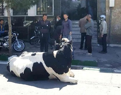 توضیح بانک ملی ایران درباره تقاضای تسویه بدهی یک فرد با گاو