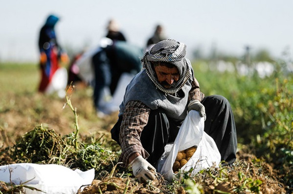 مرکز پژوهش&zwnj;های مجلس: روستاییان قادر به فروش محصولات خود نیستند