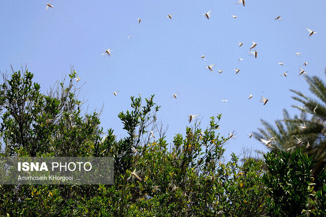 موج جدید حمله ملخ&zwnj;ها به ایران تا ۱۵ روز دیگر