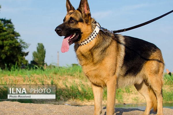 سگ&zwnj;هایی که کرونا را بو می&zwnj;کشند