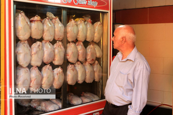 انجمن مرغداران: می&zwnj;توانیم ۲۰۰۰ تن بیش از نیاز روزانه مرغ به بازار عرضه کنیم