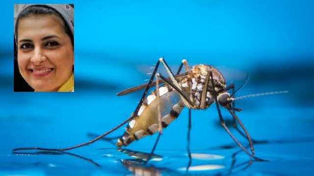 تبدیل پشه&zwnj;های ماده به نر