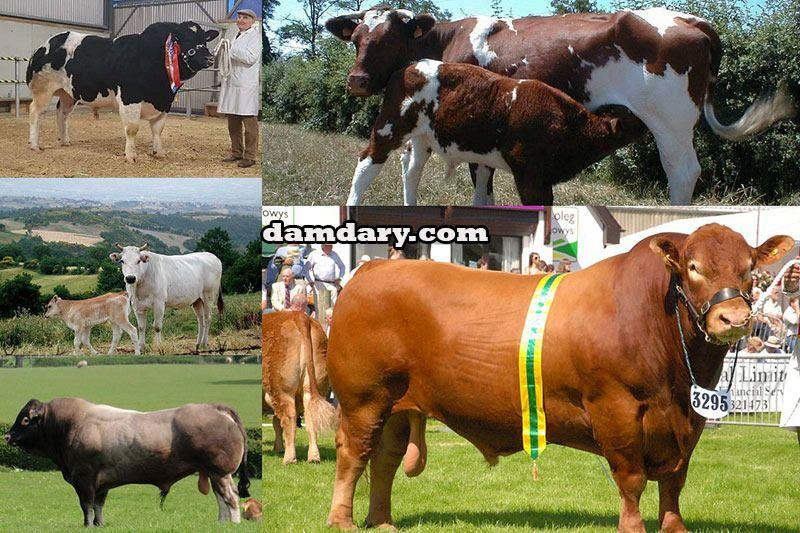 خرید و فروش گوسفند زنده و سایر حیوانات در سایت دامداری به راحتی انجام می&zwnj;شود