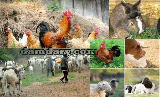 خرید و فروش گوسفند زنده و سایر حیوانات در سایت دامداری به راحتی انجام می&zwnj;شود