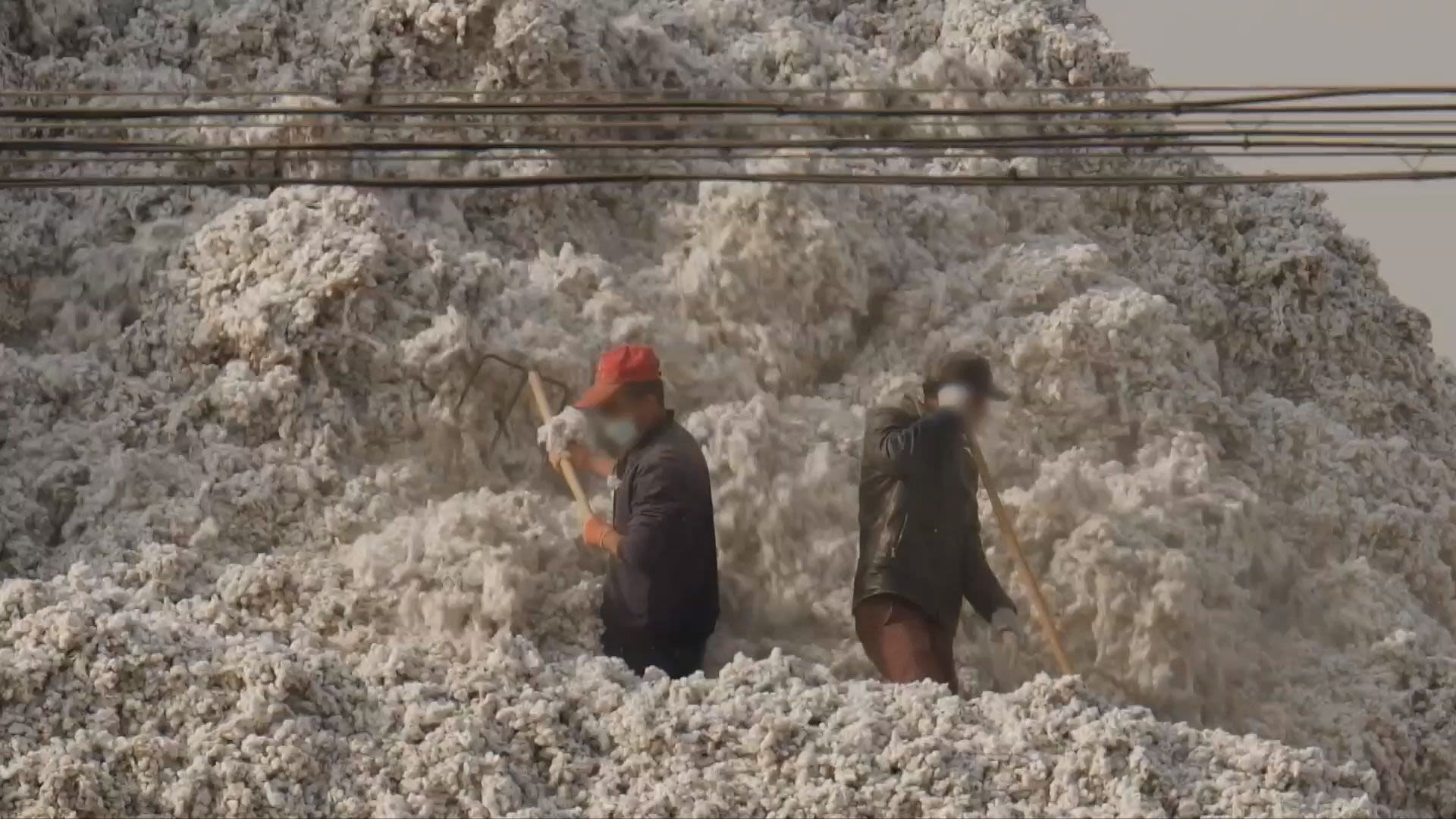 مزارع پنبه چین اویغور