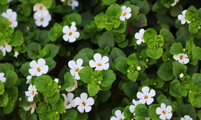 نسخه گیاهی برای کاهش فشار خون نسخه گیاهی برای کاهش فشار خون