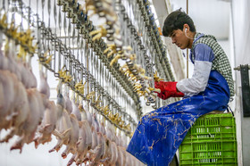 هشدار &laquo;دبیر انجمن جوجه یک روزه&raquo; نسبت به کمبود گوشت در کشور