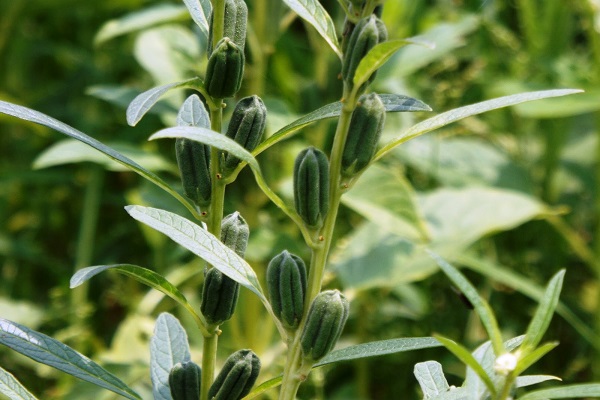 روغن کنجد؛ از رفع خشکی بینی تا محتوای آنتی اکسیدانی فوق العاده روغن کنجد؛ از رفع خشکی بینی تا محتوای آنتی اکسیدانی فوق العاده