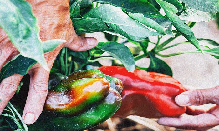 فرمول خوراکی برای محافظت و حفظ رطوبت پوست