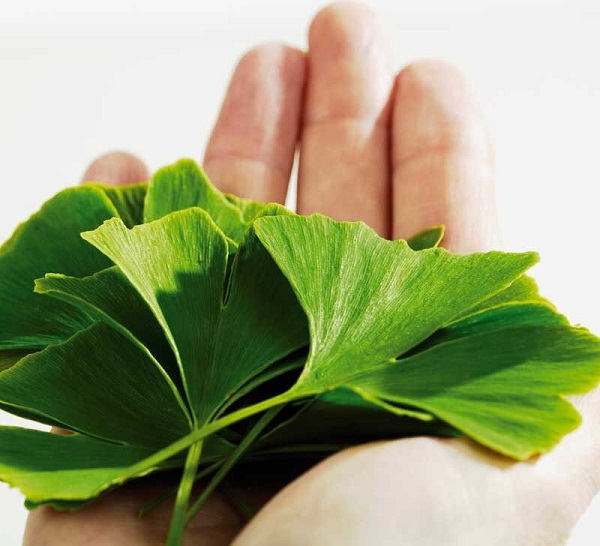 سلامتی به سبک جینکو بیلوبا