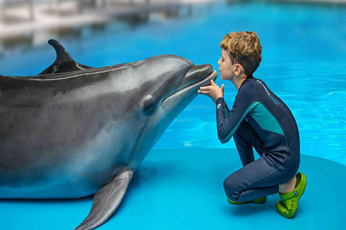 حقایقی جالب درمورد دلفینها! پستاندارانی بسیار دوست داشتنی و باهوش