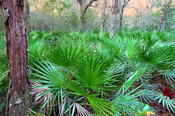 از معجزه ای به نام ساوپالمتو