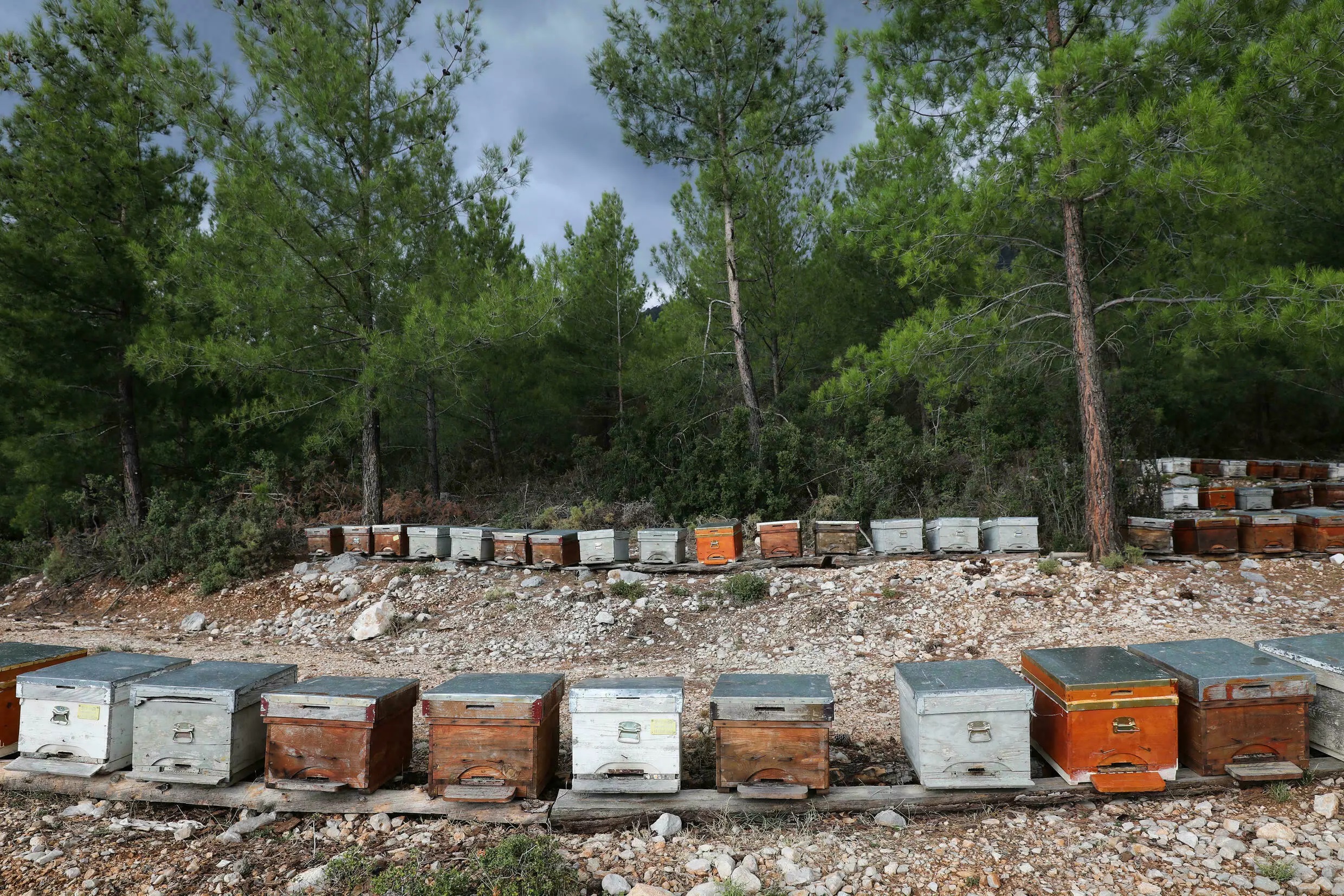 صنهعت عسل ترکیه