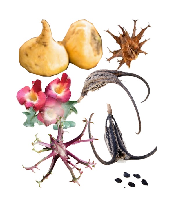 همه چیز درباره گیاه فوق العاده پنجه شیطان همه چیز درباره گیاه فوق العاده پنجه شیطان