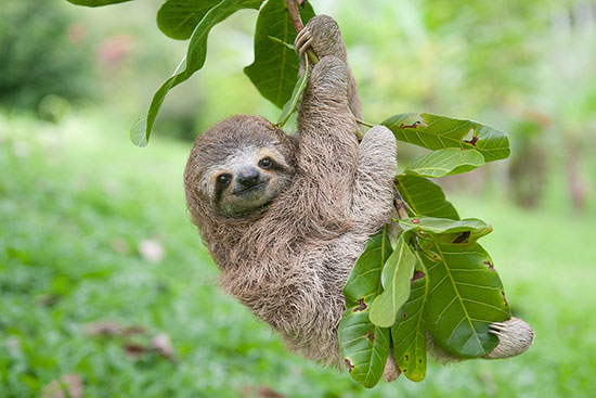 با خنگترین حیوانات دنیا آشنا بشید (+عکس) تنبل