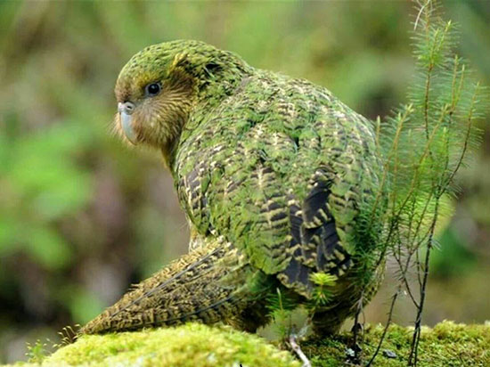 با خنگترین حیوانات دنیا آشنا بشید (+عکس) کاکاپو