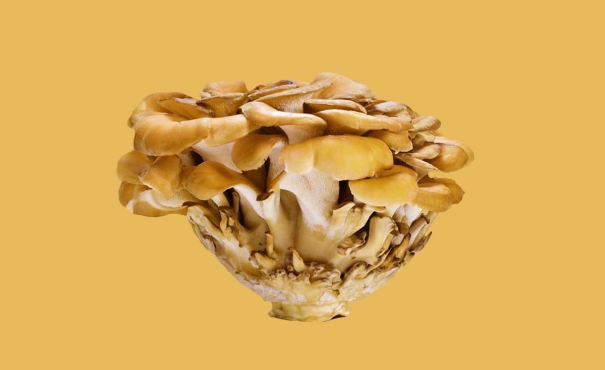 درباره قارچ شگفت انگیز مرغ چوب چه می دانید؟ درباره قارچ شگفت انگیز مرغ چوب چه می دانید؟