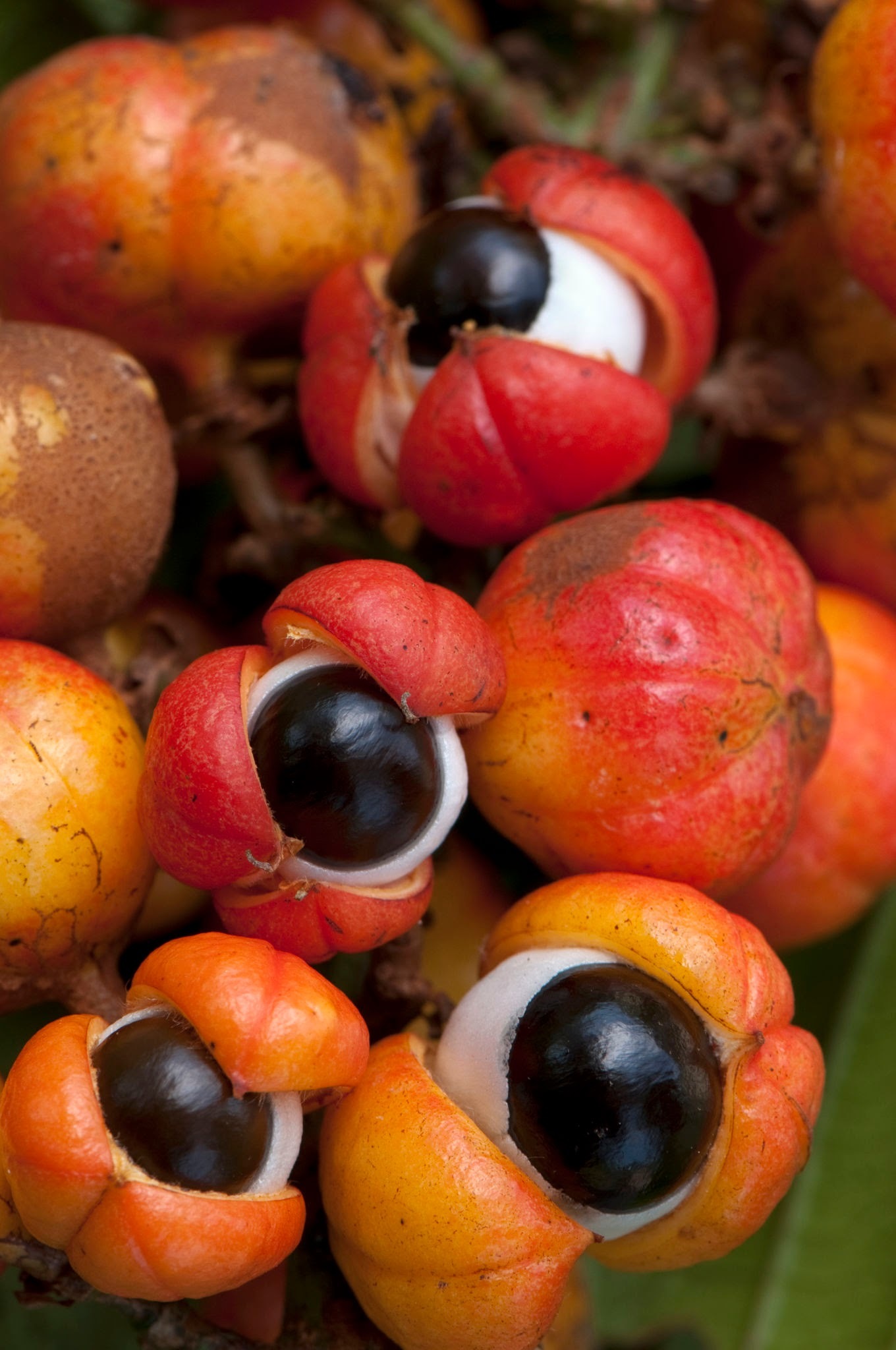 گوارانا؛ نسخه جادوئی قبایل آمازون که شبیه چشم انسان است! (+عکس) گوارانا؛ نسخه جادوئی قبایل آمازون که شبیه چشم انسان است! (+عکس)