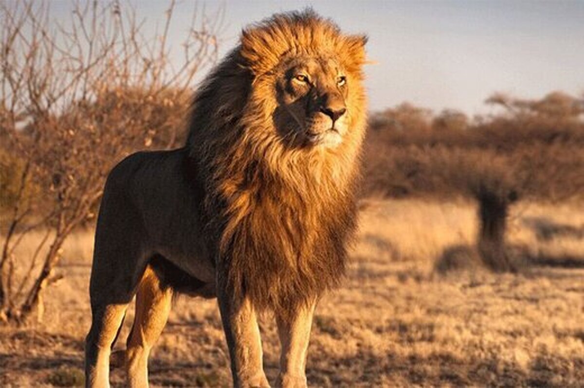 قدرت عجیب شیر نر برای جابجایی شکار یک تنی (فیلم)