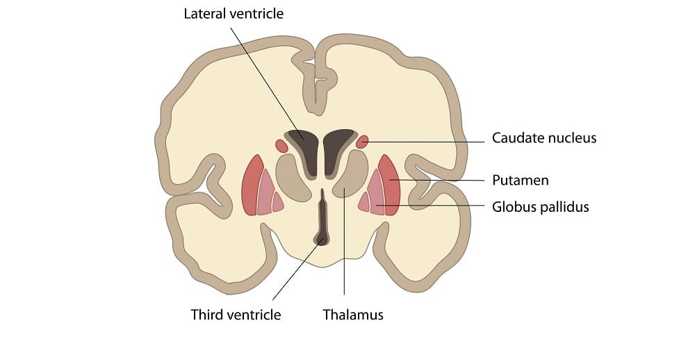 آیا ما در برابر عشق مجبوریم؟ آیا ما در برابر عشق مجبوریم؟