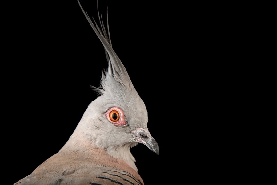 کبوترهای شگفت‌انگیزی که تاکنون ندیده‌اید (+عکس)