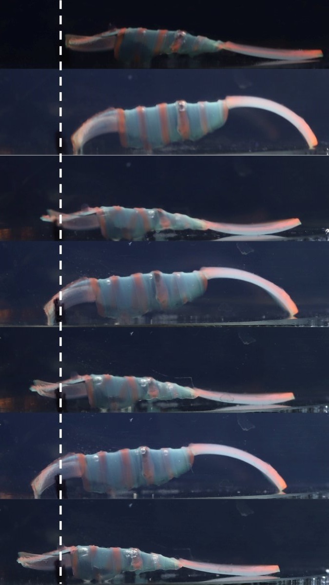 ربات های ژلی که از تغییر دما نیرو گرفته و داروهای نجات بخش را به نقاط مختلف بدن انسان می رسانند ربات های ژلی که از تغییر دما نیرو گرفته و داروهای نجات بخش را به نقاط مختلف بدن انسان می رسانند