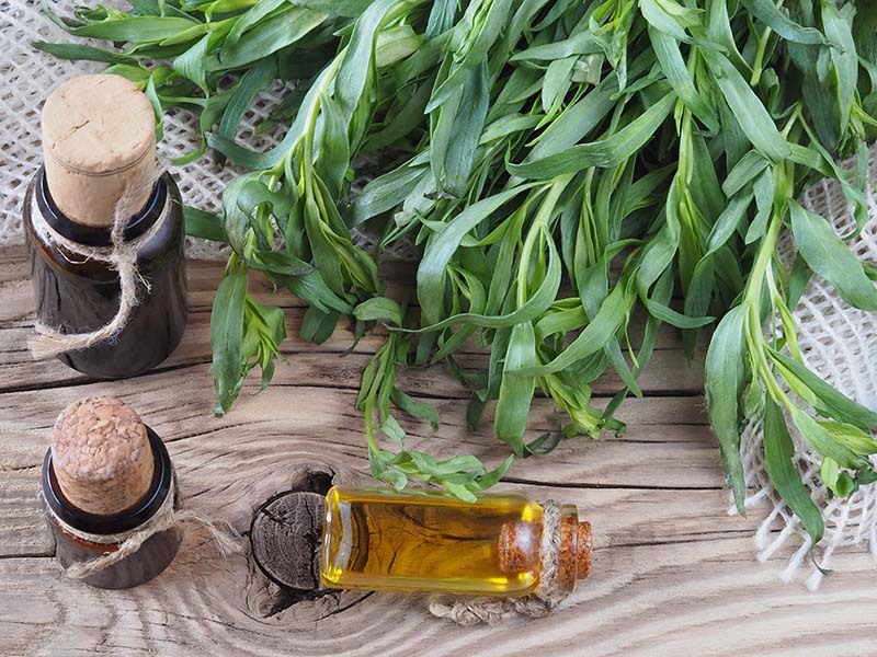 از کاربردهای شگفت انگیز ترخون از کاربردهای شگفت انگیز ترخون