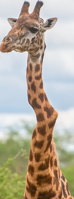 زندگی یک زرافه با گردن شکسته! (عکس)