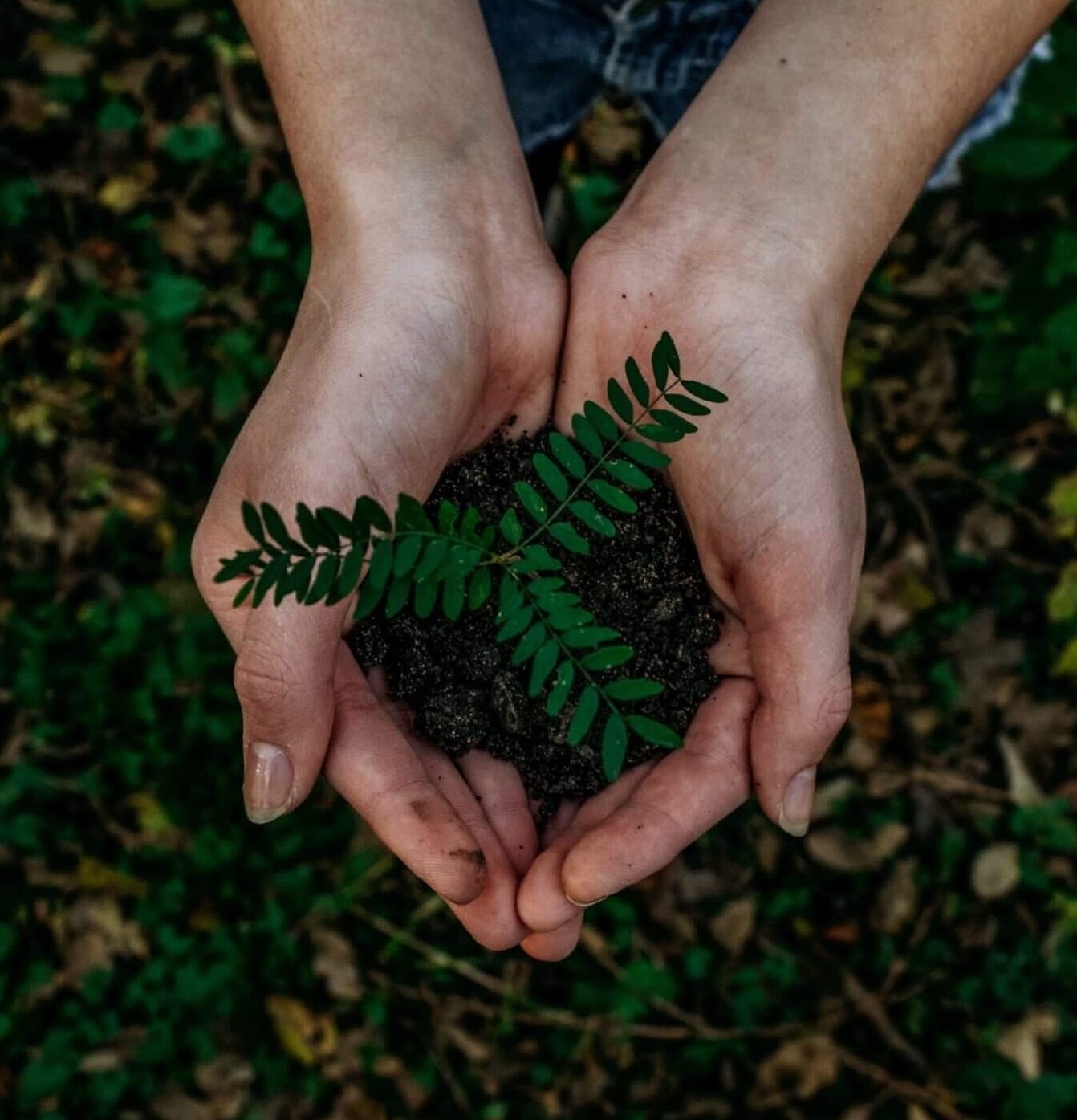 جایگاه ایران در برنامه جهانی کاشت 1 تریلیون درخت تا سال 2030 جایگاه ایران در برنامه جهانی کاشت 1 تریلیون درخت تا سال 2030