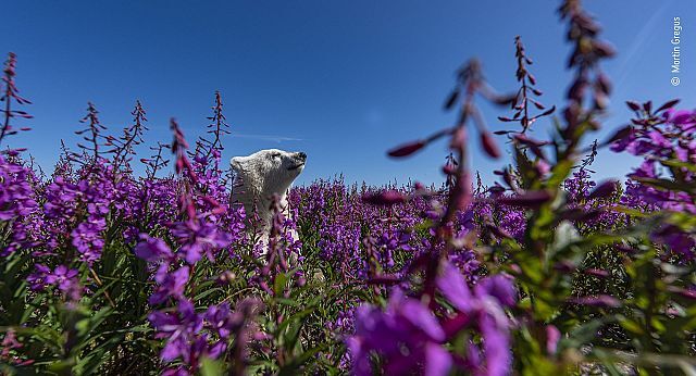پنج عکس خیره‌کننده حیوانات که قلب‌ها را تسخیر کرد