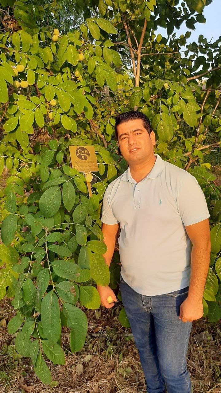 نهال گردو پرسود و پر بازده سال 1401 کدام است؟