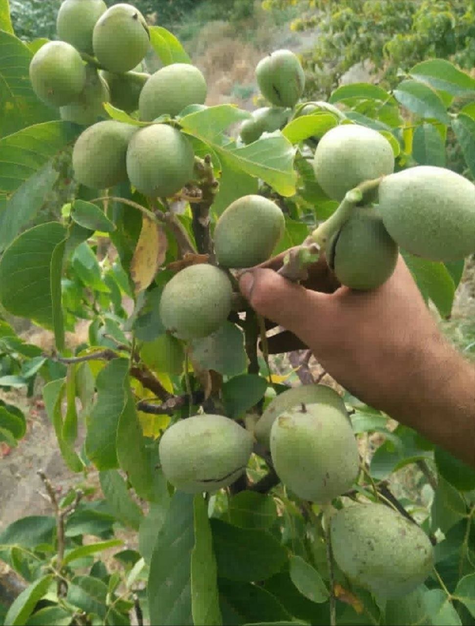 نهال گردو پرسود و پر بازده سال 1401 کدام است؟