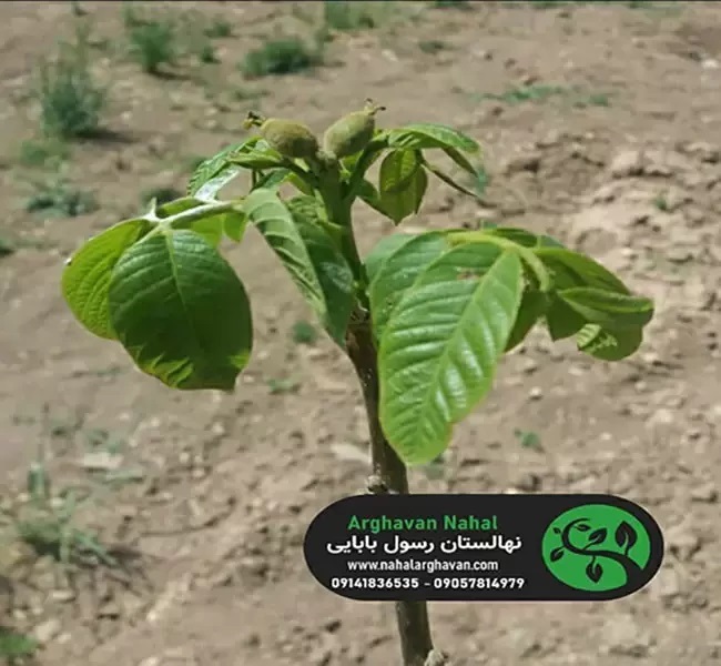 نهال گردو پرسود و پر بازده سال 1401 کدام است؟