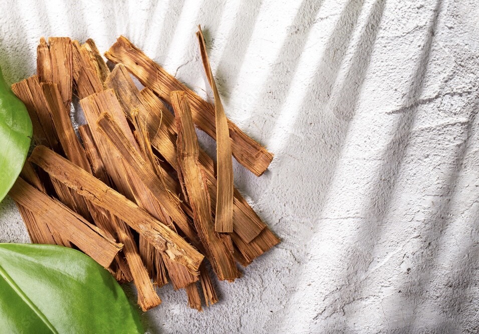 پنجه گربه؛ درباره یک گیاه 30 متری و فواید جالب آن! (+عکس) پنجه گربه؛ درباره یک گیاه 30 متری و فواید جالب آن! (+عکس)