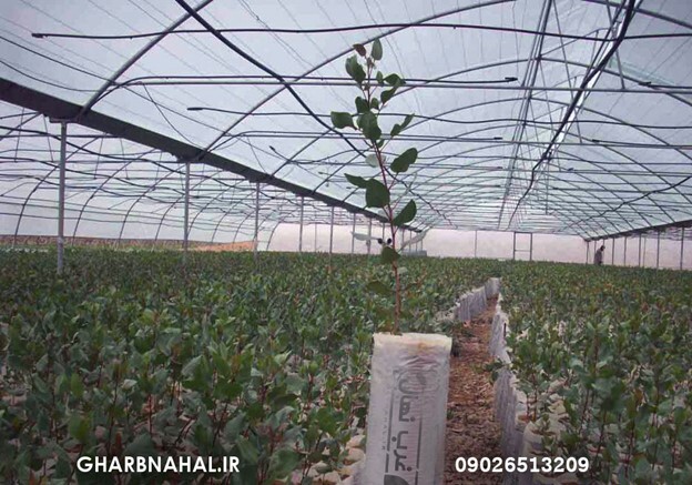 آخرین فرصت خرید نهال بادام و گردو دیرگل