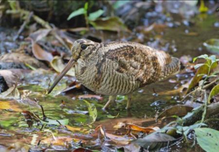 ویژگی عجیب سفیدترین پر جهان (+عکس)