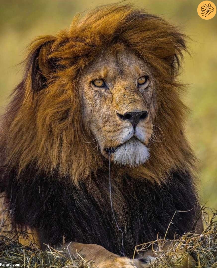 «باب جونیور» شیرشاه سرنگیتی به دست رقبایش کشته شد / رقبای جوانتر هر دو برادر را کشتهاند «باب جونیور» شیرشاه سرنگیتی به دست رقبایش کشته شد / رقبای جوانتر هر دو برادر را کشتهاند