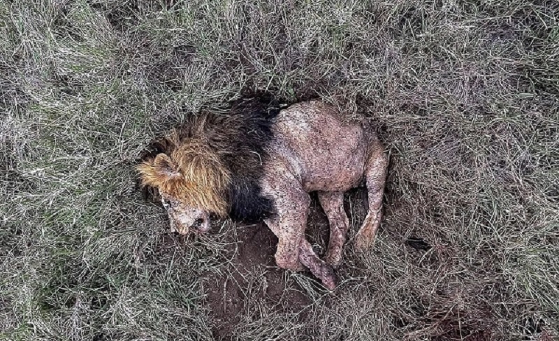 «باب جونیور» شیرشاه سرنگیتی به دست رقبایش کشته شد / رقبای جوانتر هر دو برادر را کشتهاند «باب جونیور» شیرشاه سرنگیتی به دست رقبایش کشته شد / رقبای جوانتر هر دو برادر را کشتهاند