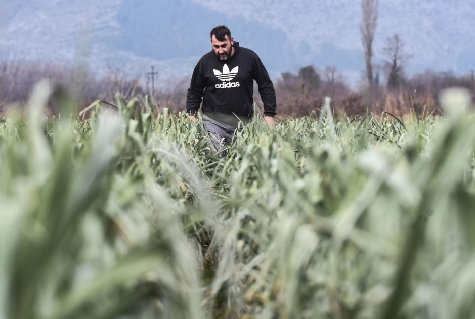 کاور- طبیعت؛ شیوه کشاورزان یونان برای حفظ محصولات