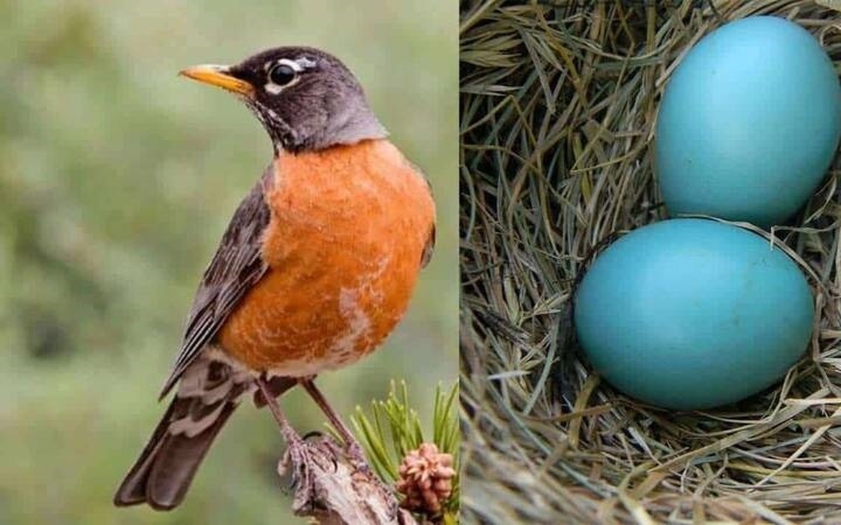 ۱۰ پرنده‌ای که تخم آبی می‌گذارند! (عکس)