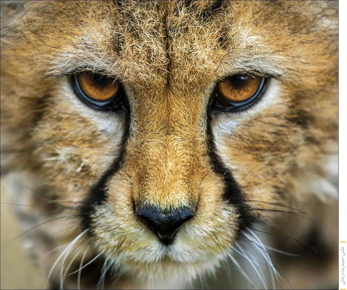 زندگی «پیروز» است