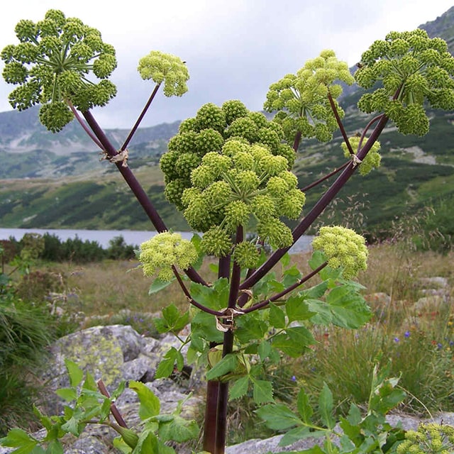 همه چیز درباره سنبل ختایی؛ از پروفایل ضد سرطانی تا خاصیت تسریع روند بهبود زخم همه چیز درباره سنبل ختایی؛ از پروفایل ضد سرطانی تا خاصیت تسریع روند بهبود زخم