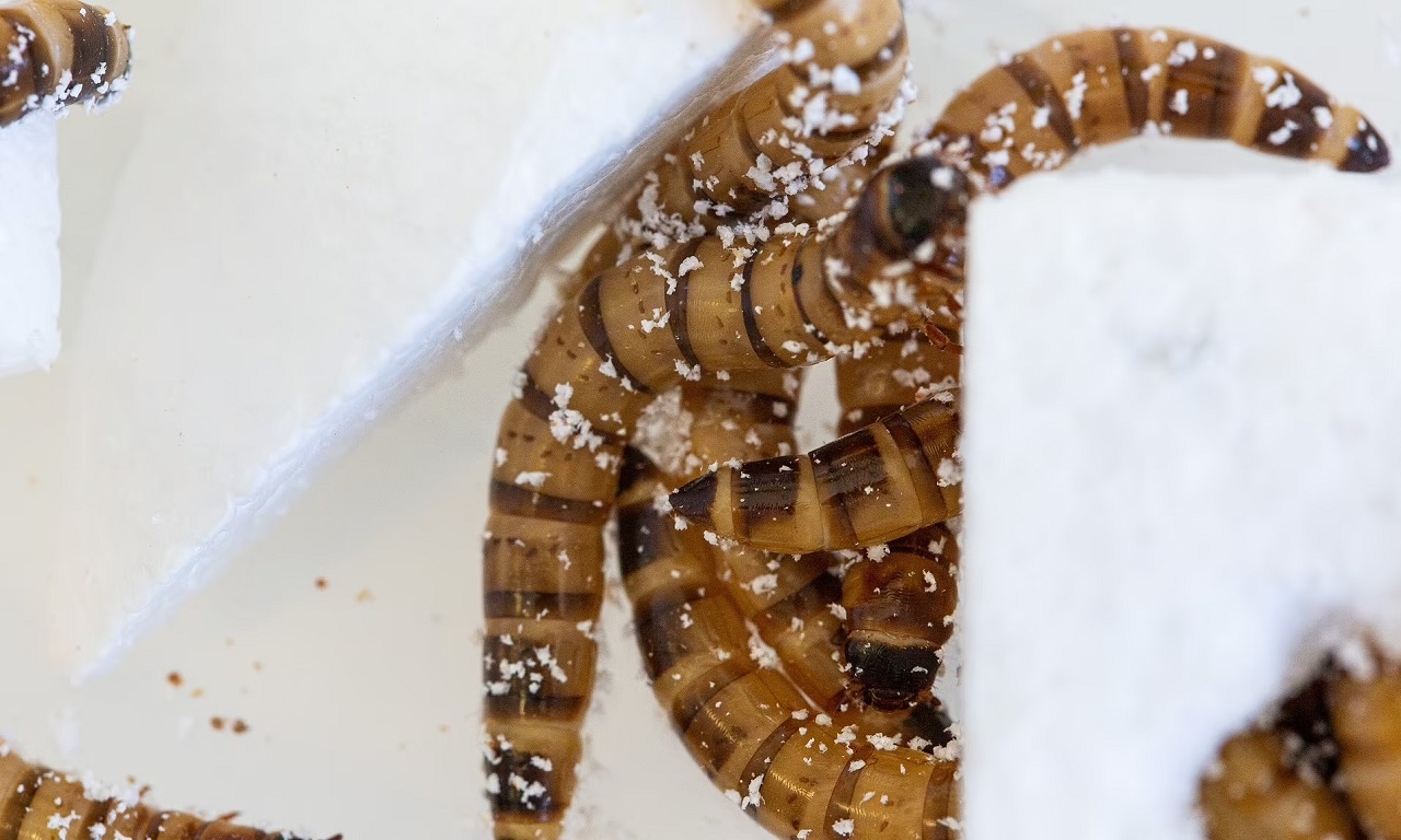 کرم هایی با اشتهای زیاد برای پلاستیک و کمک به بازیافت این ماده کرم هایی با اشتهای زیاد برای پلاستیک و کمک به بازیافت این ماده