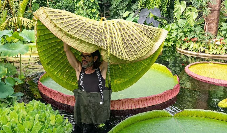 بزرگ ترین نیلوفر آبی جهان با گل هایی به اندازه سر انسان کشف شد (عکس+ ویدیو) بزرگ ترین نیلوفر آبی جهان با گل هایی به اندازه سر انسان کشف شد (عکس+ ویدیو)