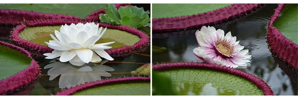 بزرگ ترین نیلوفر آبی جهان با گل هایی به اندازه سر انسان کشف شد (عکس+ ویدیو) بزرگ ترین نیلوفر آبی جهان با گل هایی به اندازه سر انسان کشف شد (عکس+ ویدیو)