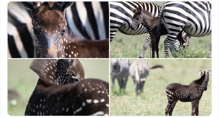 به باغوحش حیوانات عجیب خوش آمدید به باغوحش حیوانات عجیب خوش آمدید